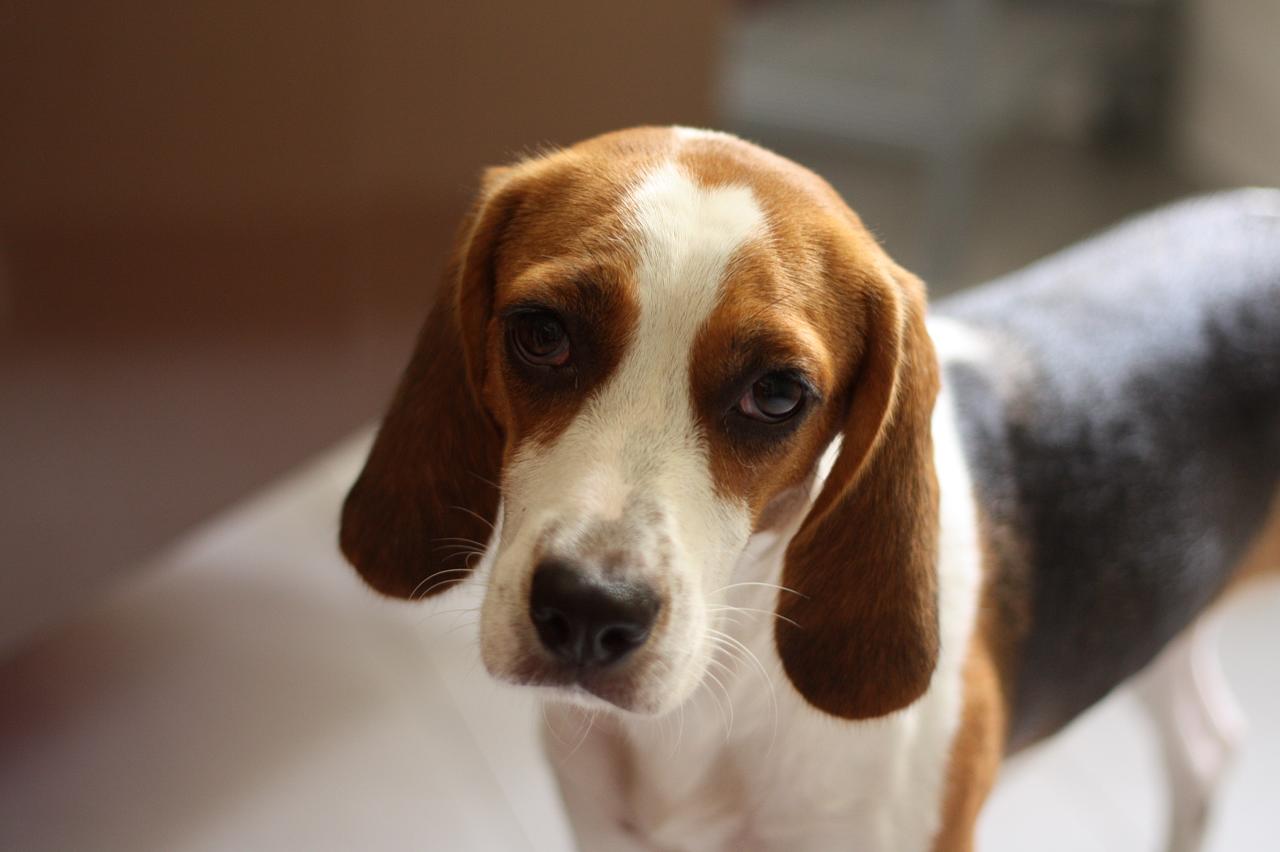 Sad beagle sales