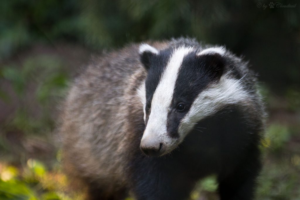 Badger cull statistics show urgent need to ditch dairy - Animal Aid