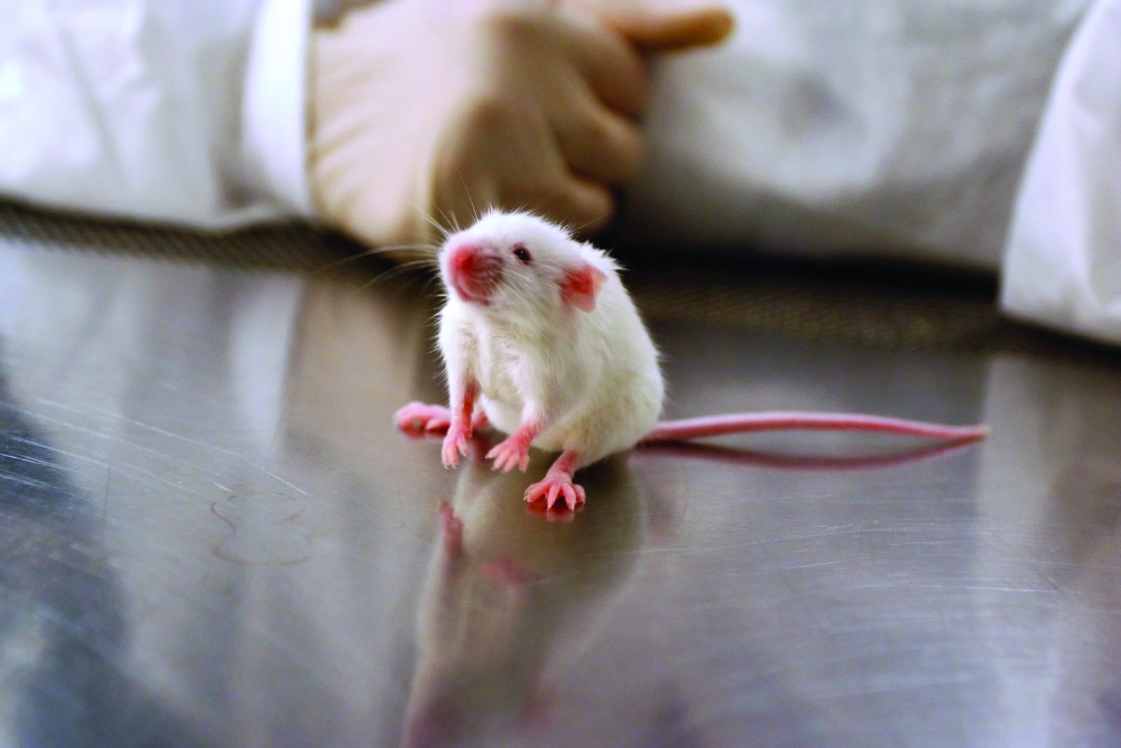 animal experiments death