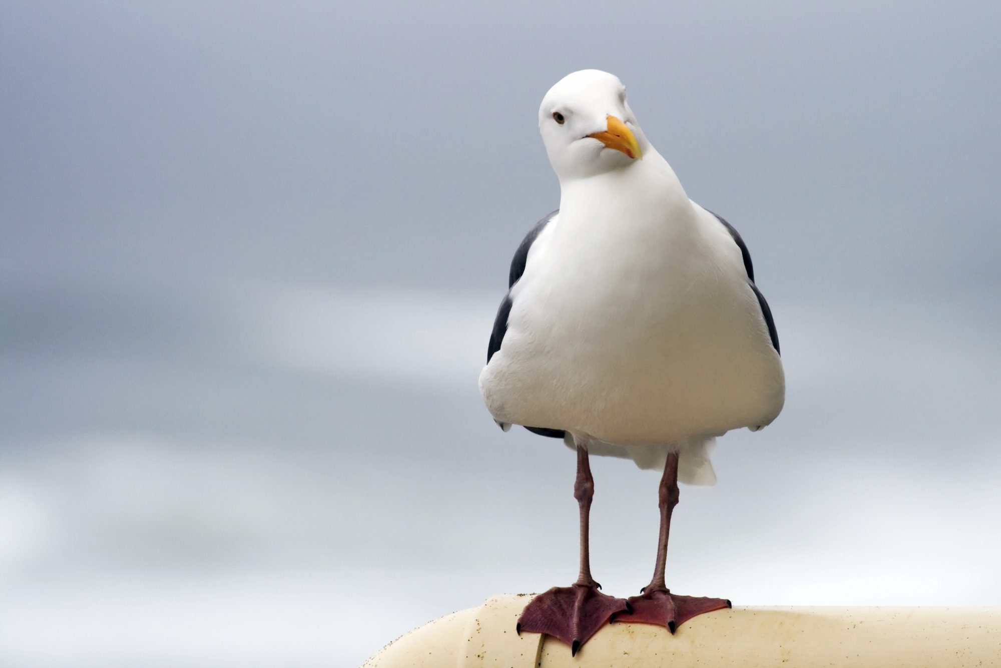 In defence of gulls - Animal Aid