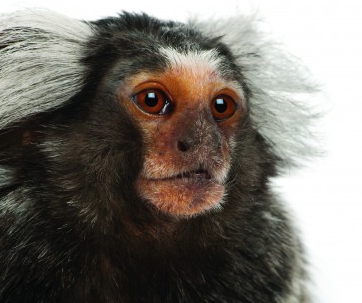 Cruel experiments on marmosets in misguided attempt to help humans ...