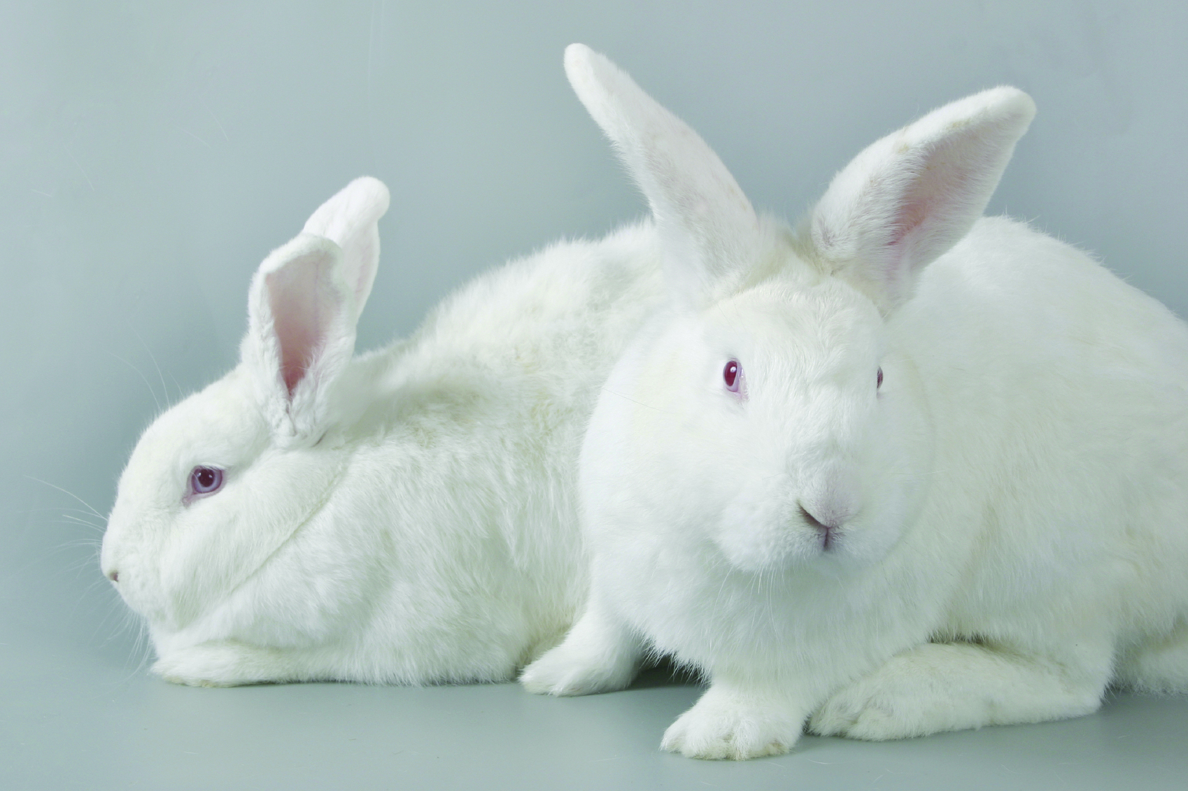 Horrific Dental Experiments On Rabbits Animal Aid