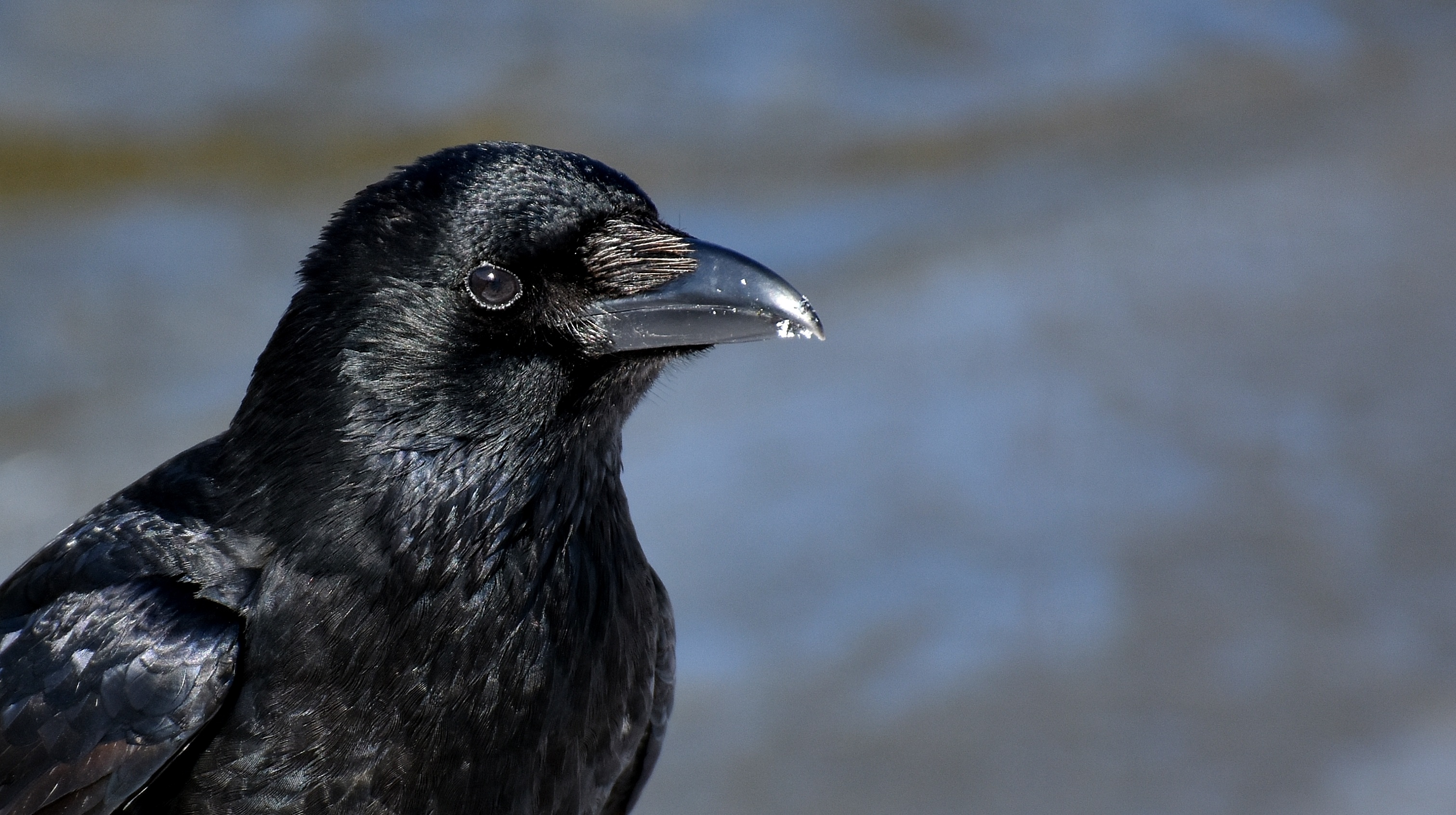 job 2018 vacancies japan grants Scottish cull to licence 300 ravens. National Heritage