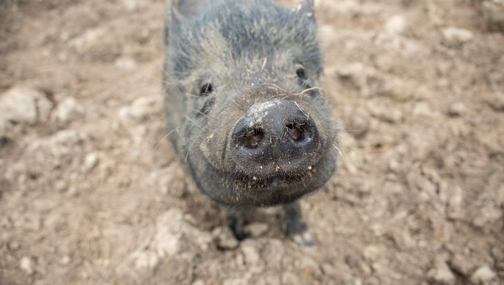 rescued pig at the Retreat
