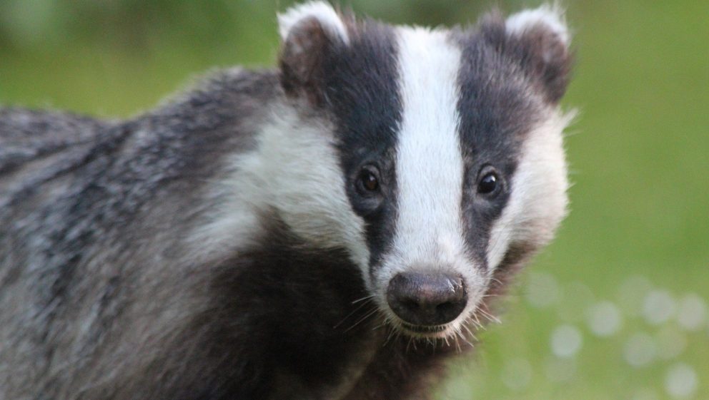 Government Announce Plans To Phase Out Badger Cull Animal Aid