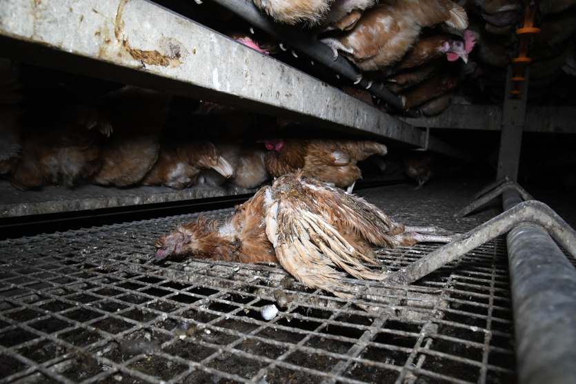 Dead hens - Animal Aid