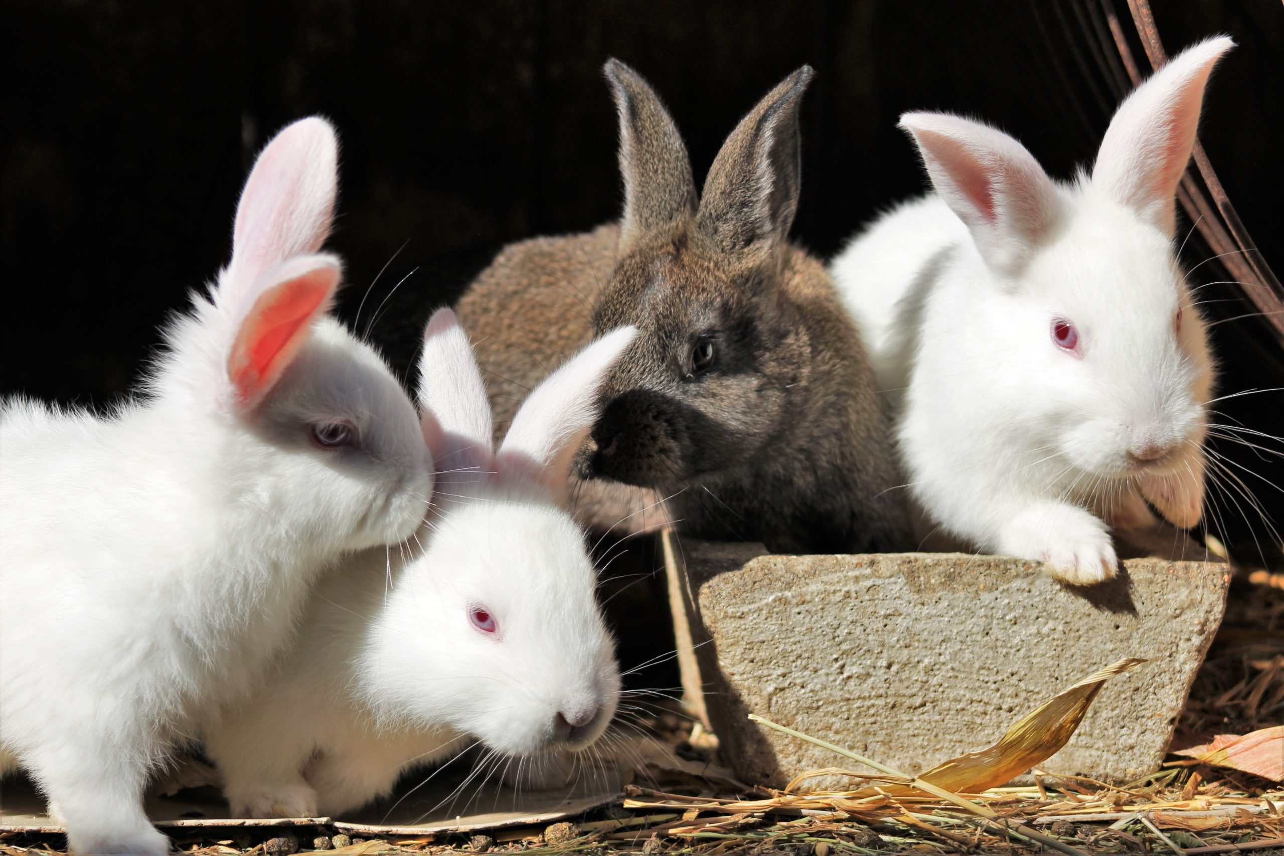 Update! Plans refused! Help stop a rabbit meat and fur farm setting up ...