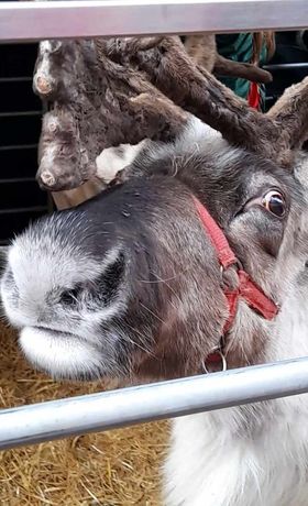 A close-up of a reindeer's face in a pen at a festive event