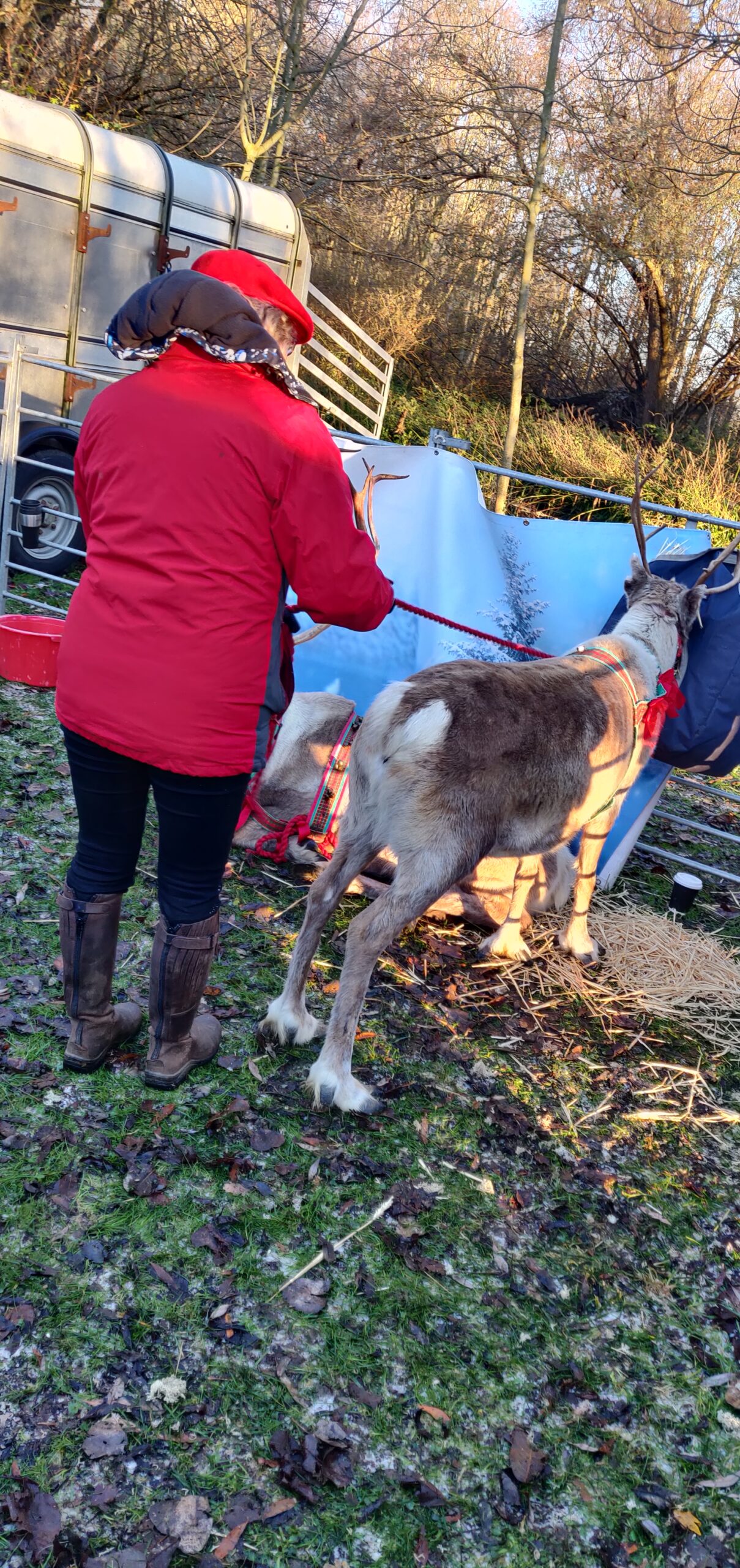 Reindeer at a festive event