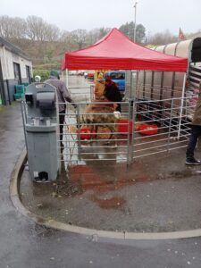 Reindeer in a pen at an event