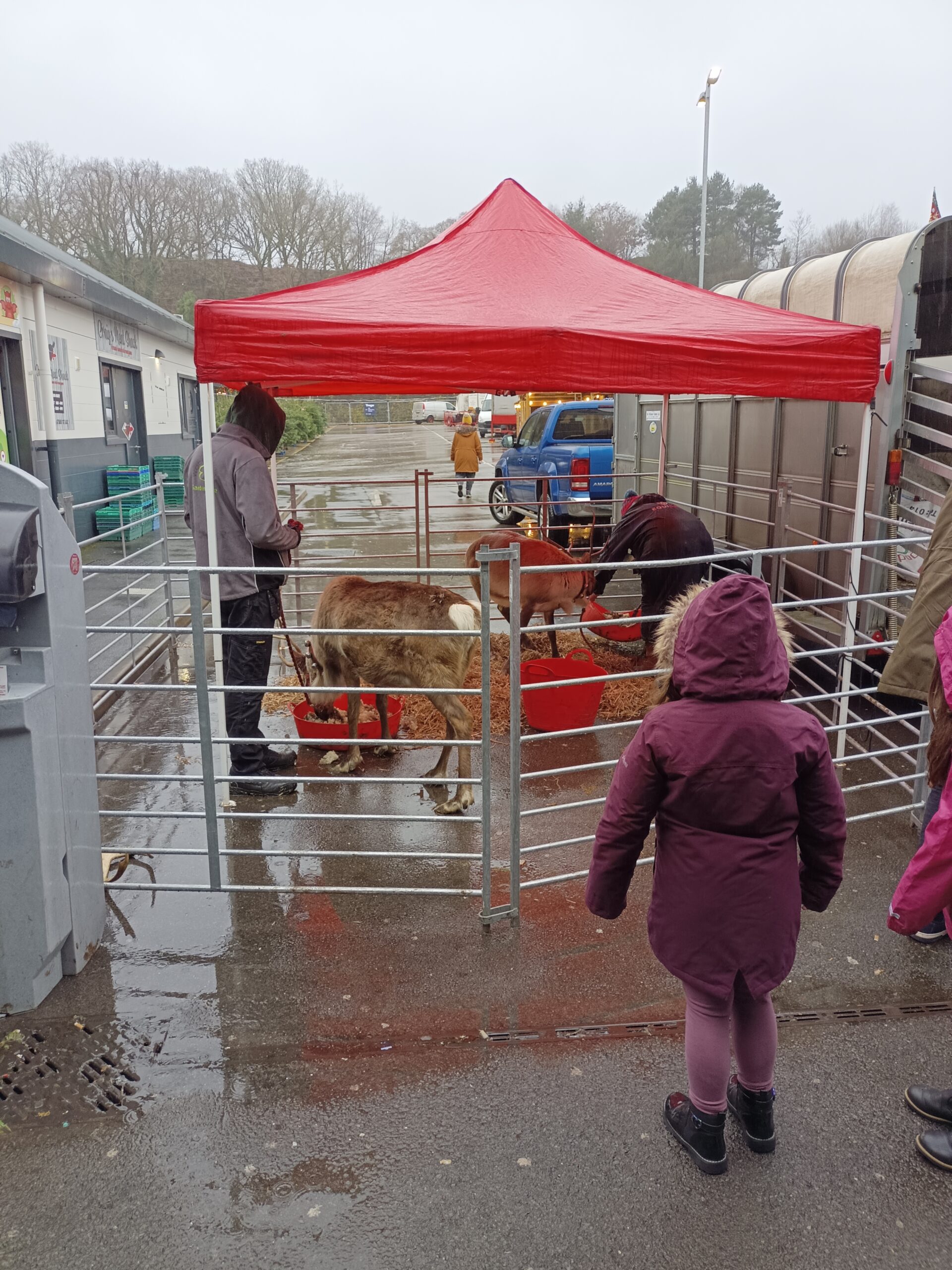 Reindeer in a pen at an event