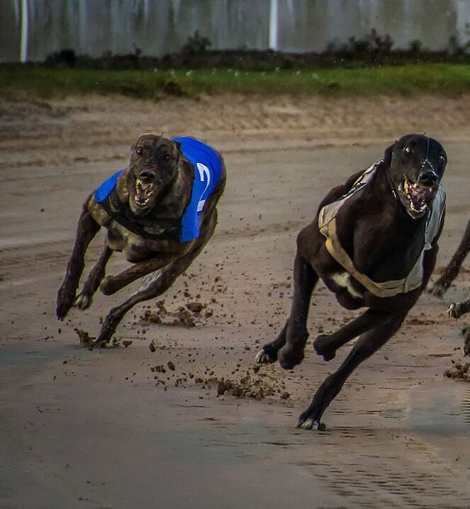 greyhounds race on a track - why this sport should be banned.